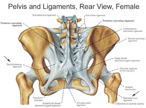 Pelvis Anatomy - Recon - Orthobullets