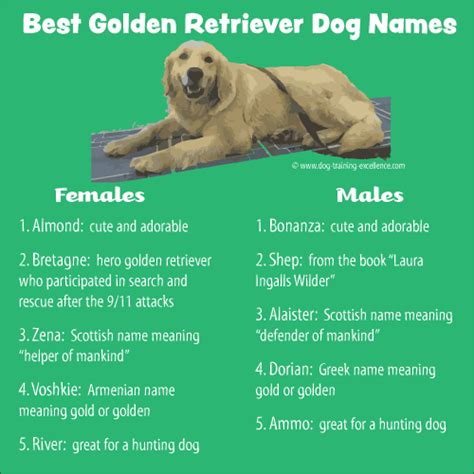 400+ Memorable Golden Retriever Names to Celebrate your New Dog