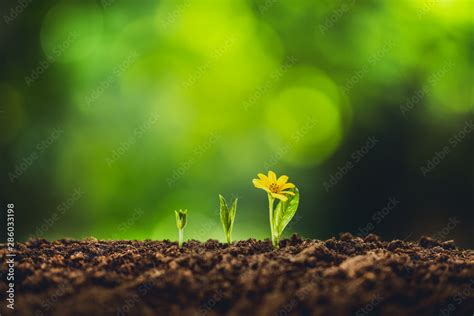 Growth tree young plant Natural green background Stock Photo | Adobe Stock