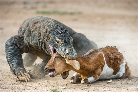 Discover Komodo National Park, Indonesia in 3 Days