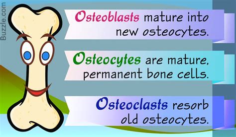 Osteoblasts, osteocytes, and osteoclasts are all types of cells closely ...