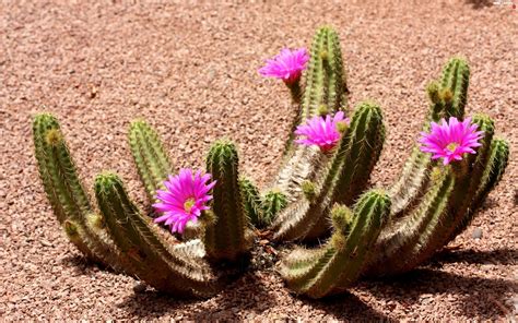 Desert Cactus Flower