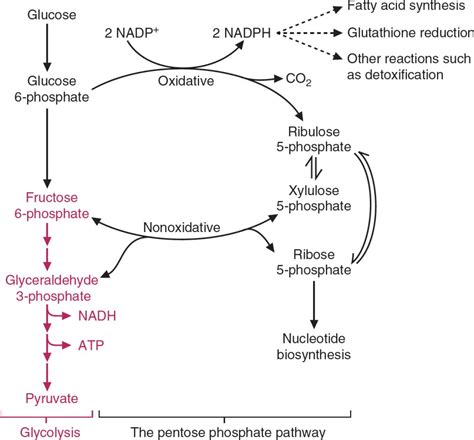 Pentose Phosphate Pathway and the Synthesis of Glycosides, Lactose ...