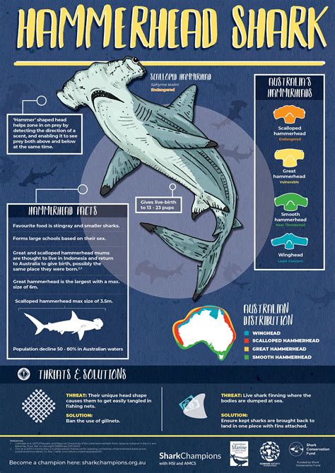 Hammerhead Shark Educational Poster - Free Download | Shark facts ...