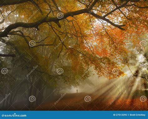 Autumn forest path stock image. Image of orange, person - 27513295