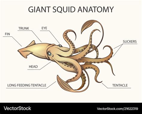 Giant squid anatomy Royalty Free Vector Image - VectorStock