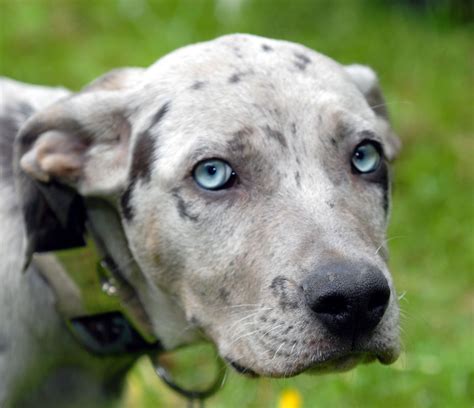 Louisiana Catahoula Leopard Dog Diary