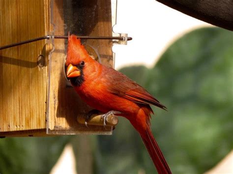 Cardinal Feeder – wildbirdsonline