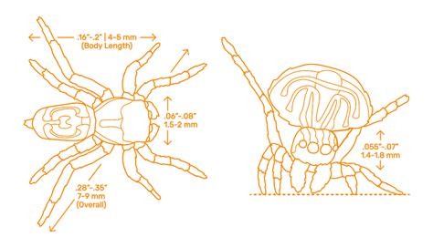 Peacock Spider (Maratus volans) Dimensions & Drawings | Dimensions.com