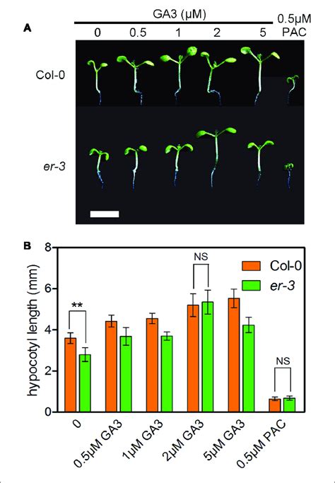 | Exogenous feeding of GA3 enhanced the hypocotyl elongation of both ...