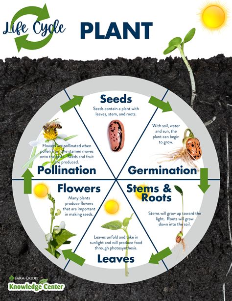 Plant Life Cycle Printable