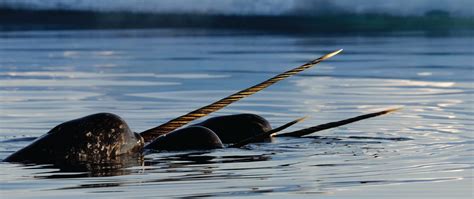 Narwhal Watching & Polar Bear Safari Experience | Arctic Kingdom