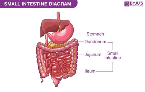 Small Intestine Diagram