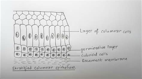 Stratified Squamous Epithelium Drawing