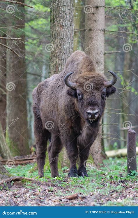 Bison in the Forest in the Bialowieza National Park Stock Photo - Image ...