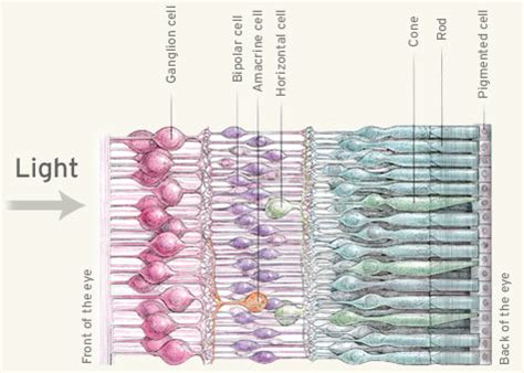 Retinal Ganglion Cells Calculate Color