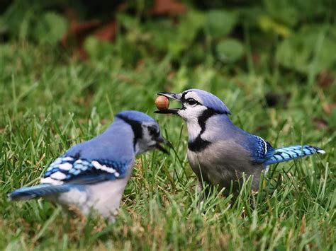 What Do Blue Jays Eat? (Complete Guide) | Birdfact