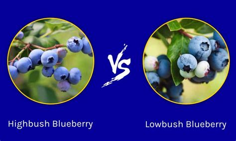 Highbush Blueberry vs. Lowbush Blueberry