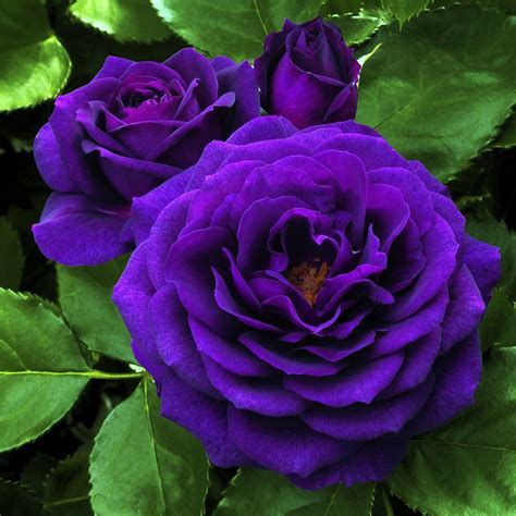 Purple Rose Plant - Lavender Plant