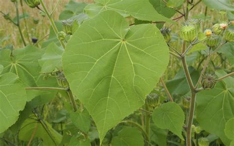 20 weeds with huge leaves you may find in your garden - InsightWeeds