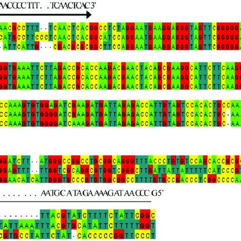 Alignment of the DNA sequence within the 18S rRNA gene of Leishmania ...