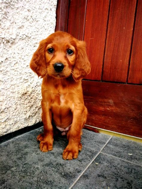 Red Setter puppies for sale | in Omagh, County Tyrone | Gumtree