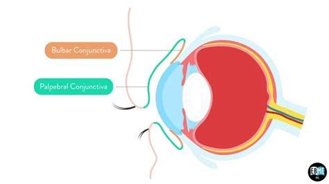 Conjunctiva Anatomy - Anatomy Reading Source