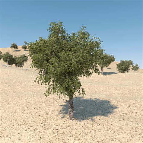 Ghaf Tree 01 3D Model $30 - .max .unknown .fbx - Free3D