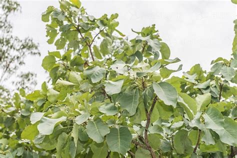 Image of Kakadu Plum Tree - Austockphoto