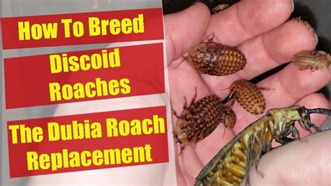 Discoid Roach Breeding - Discoid Roach Colony - Dubia Roach Replacement ...