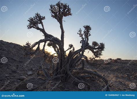 Plants in arid regions stock image. Image of shrub, shrubs - 104984967