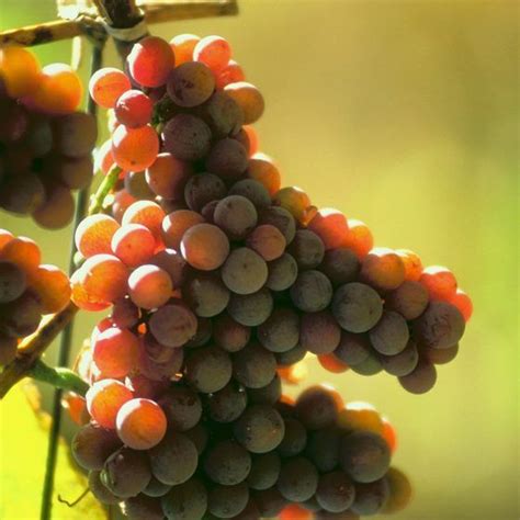 Grape Harvest Festival Dates in Mendoza, Argentina | Grapes, Growing ...