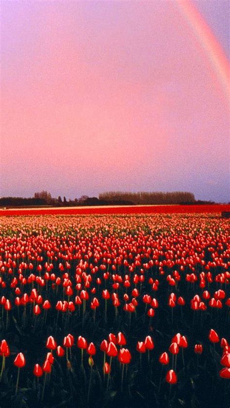 Tulips flowers, flowers, rainbow, tulips, HD phone wallpaper | Peakpx