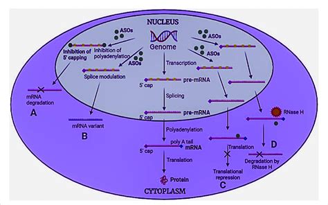 Mechanism of antisense oligonucleotides. ASOs bind to pre-mRNA/mRNA and ...