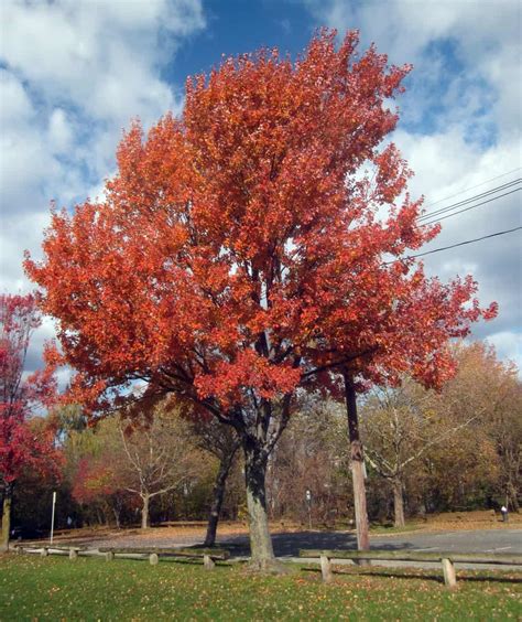 12 Common Types of Maple Trees in Canada - ProGardenTips