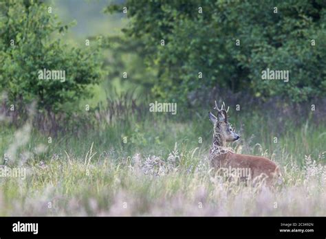 Roebuck with grasses in the antlers Stock Photo - Alamy