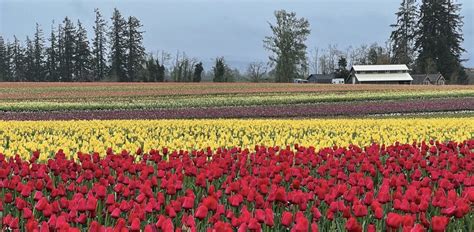 Guide to 10 Fabulous Flower Farms and Gardens in Oregon — Adventures ...