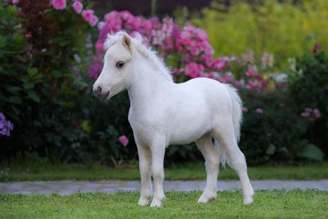 sooo cute | Mini horse, Miniature horse, Horses