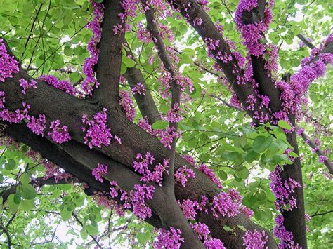 Judas Tree – Kahikatea Farm Certified Organic Nursery and Permaculture Farm