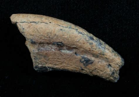 Dromaeosaur (Raptor) Toe Claw - Two Medicine Formation (#3837) For Sale ...