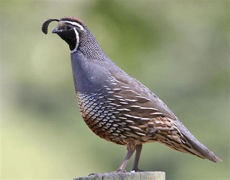 New World Quails family Odontophoridae World Birds, Animals Of The ...