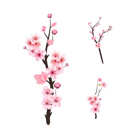 Cherry Blossom Sakura PNGs for Free Download