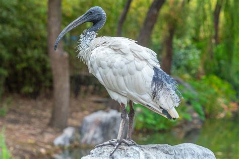 Ibis Symbolism - Spirit Animal Totems