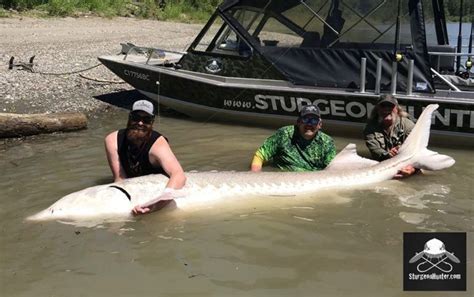 800 lb. sturgeon caught in B.C.'s Fraser River - Cottage Life