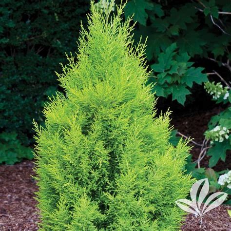 Cupressus Cupressus macrocarpa 'Wilma Goldcrest' Wilma Goldcrest Lemon ...