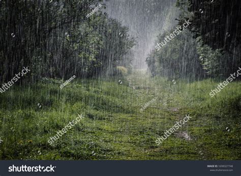 813,489 Rain In Trees Images, Stock Photos & Vectors | Shutterstock