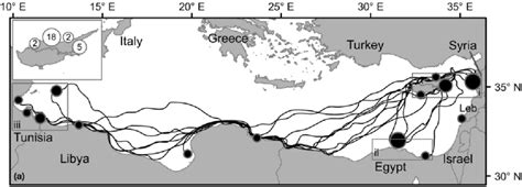 Loggerhead turtle migration routes (n=24) and final locations of ...