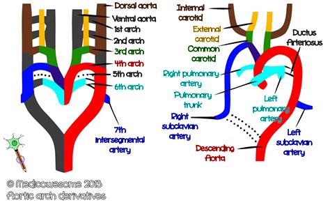 Medicowesome: Aortic arch derivatives mnemonic images