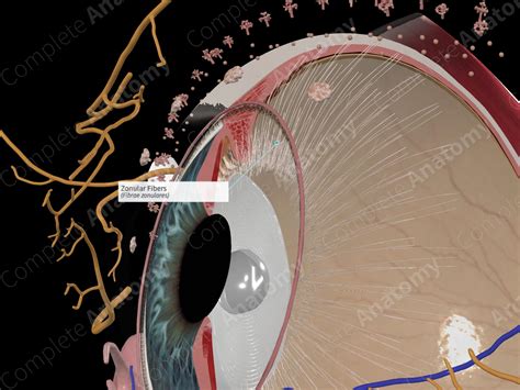 Zonular Fibers | Complete Anatomy