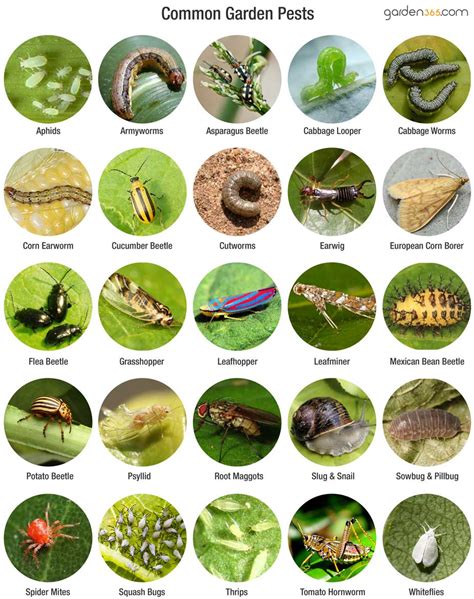 Natural Pest Control - Garden365